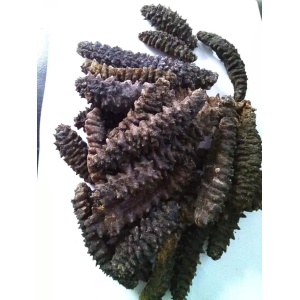 黑刺皇 海参 约30-40头（澳洲）